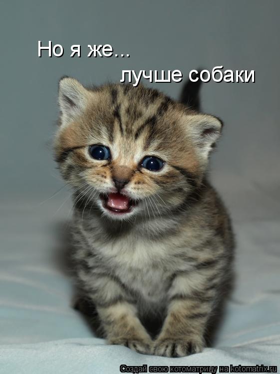Котоматрица: Но я же... лучше собаки