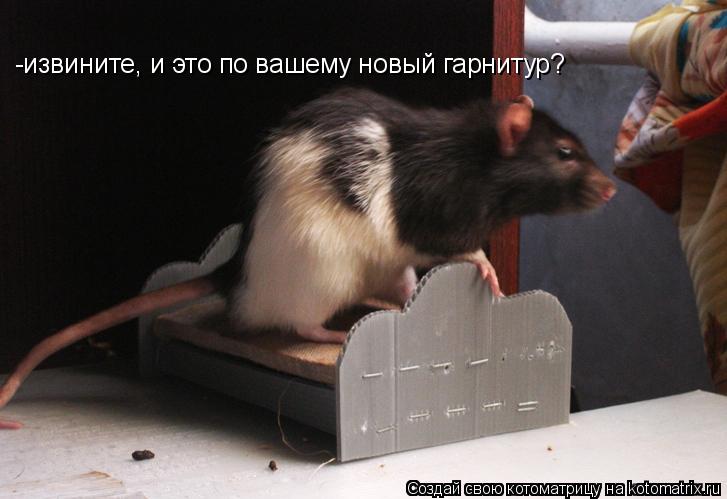 Котоматрица: -извините, и это по вашему новый гарнитур?