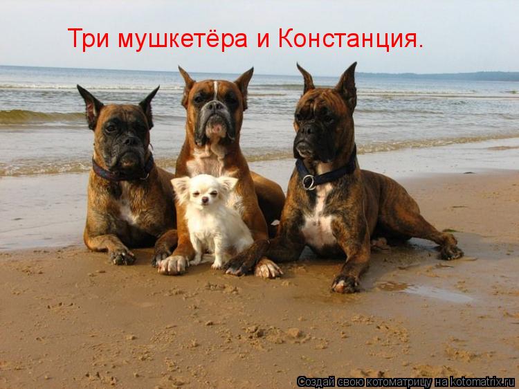 Котоматрица: Три мушкетёра и Констанция.