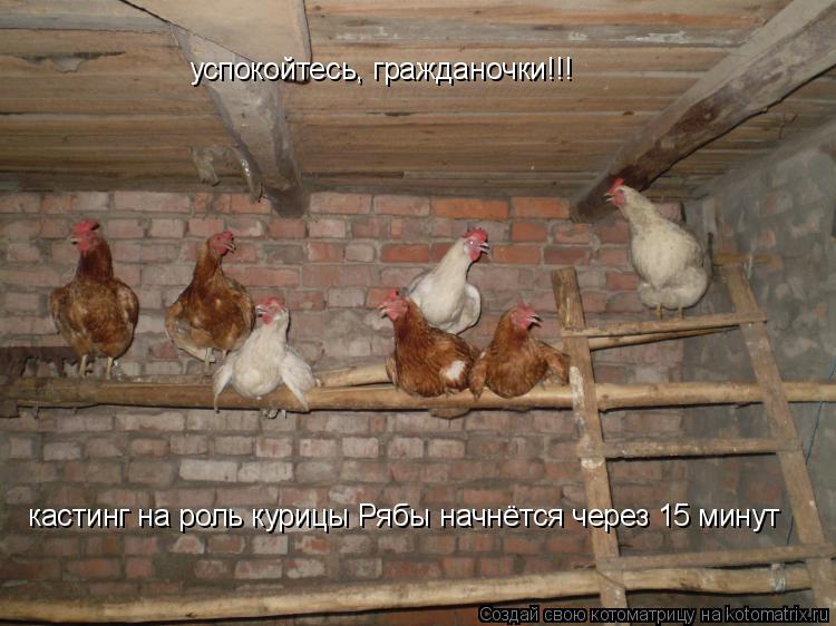 Котоматрица: успокойтесь, гражданочки!!! кастинг на роль курицы Рябы начнётся через 15 минут
