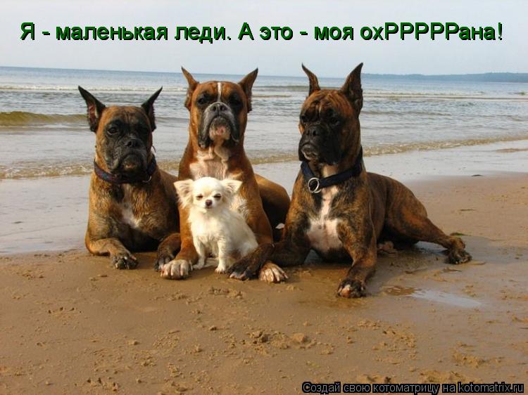 Котоматрица: Я - маленькая леди. А это - моя охРРРРРана! Я - маленькая леди. А это - моя охРРРРРана!