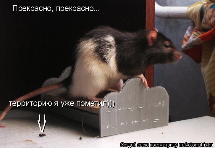 Котоматрица: Прекрасно, прекрасно... территорию я уже пометил))) | | \/