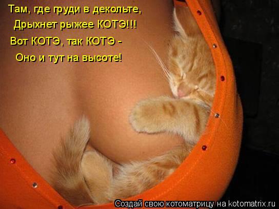Котоматрица: Там, где груди в декольте,  Дрыхнет рыжее КОТЭ!!! Вот КОТЭ, так КОТЭ -  Оно и тут на высоте!