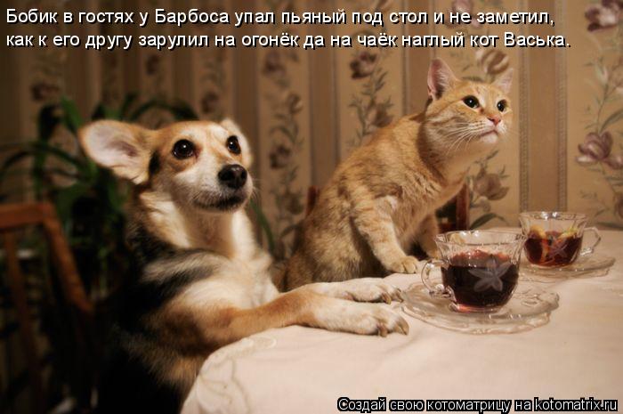Котоматрица: Бобик в гостях у Барбоса упал пьяный под стол и не заметил,  как к его другу зарулил на огонёк да на чаёк наглый кот Васька.