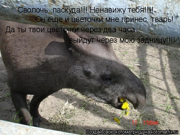 Котоматрица: Сволочь, паскуда!!! Ненавижу тебя!!!! Он еще и цветочки мне принес, тварь! Да ты твои цветочки через два часа выйдут через мою задницу!!!!