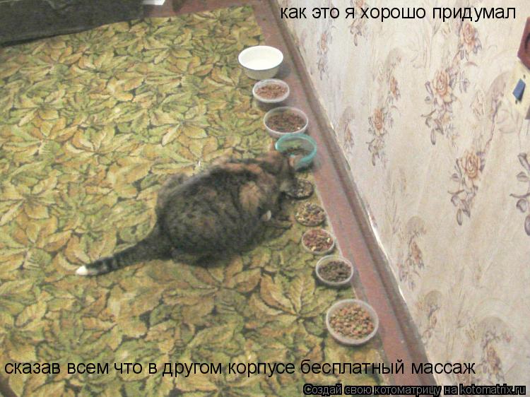 Котоматрица: как это я хорошо придумал сказав всем что в другом корпусе бесплатный массаж