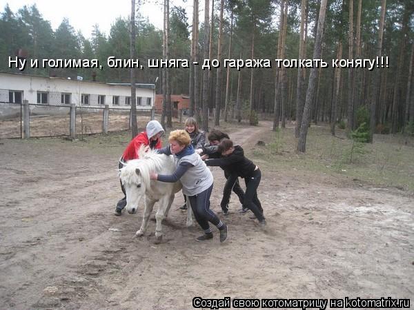 Котоматрица: Ну и голимая, блин, шняга - до гаража толкать конягу!!!