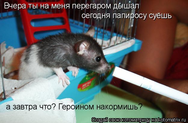 Котоматрица: Вчера ты на меня перегаром дышал сегодня папиросу суёшь а завтра что? Героином накормишь?