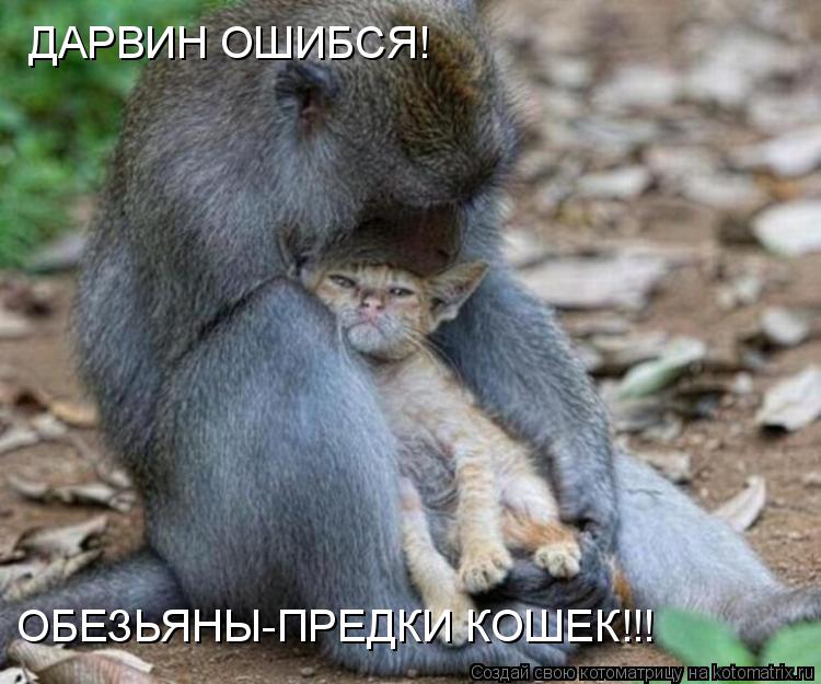 Котоматрица: ДАРВИН ОШИБСЯ! ОБЕЗЬЯНЫ-ПРЕДКИ КОШЕК!!!