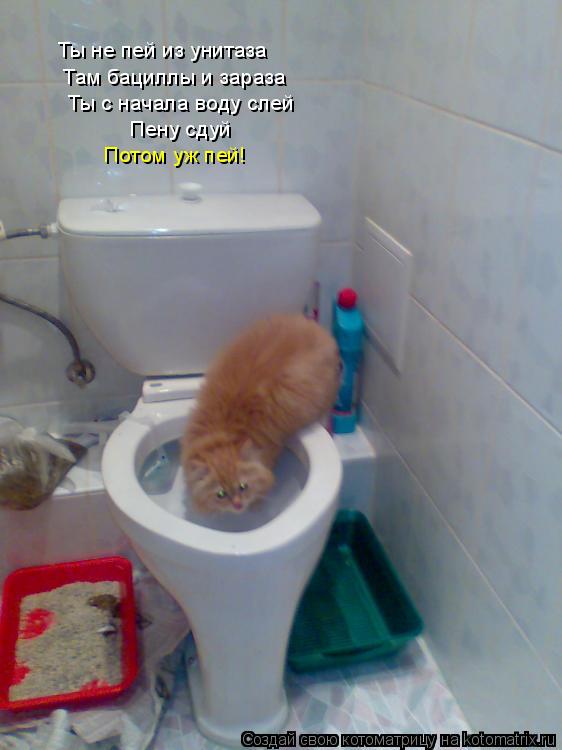 Котоматрица: Ты не пей из унитаза Там бациллы и зараза Ты с начала воду слей Пену сдуй Потом уж пей!