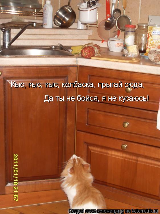Котоматрица: Кыс, кыс, кыс, колбаска, прыгай сюда,  Да ты не бойся, я не кусаюсь!