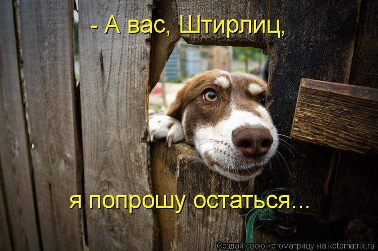 Котоматрица: - А вас, Штирлиц, я попрошу остаться...