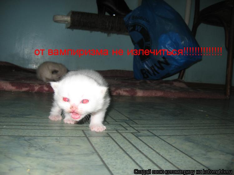 Котоматрица: от вампиризма не излечиться!!!!!!!!!!!!!!