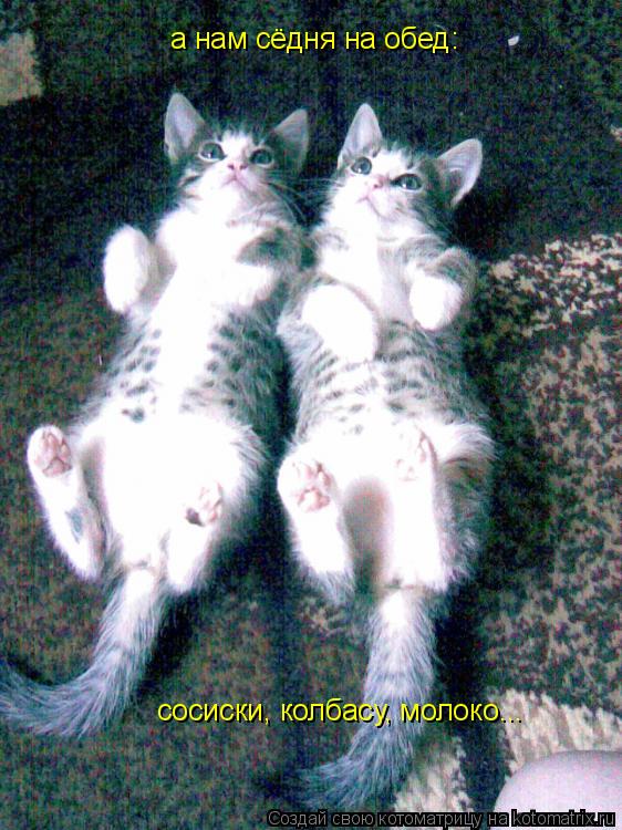 Котоматрица: а нам сёдня на обед: сосиски, колбасу, молоко...