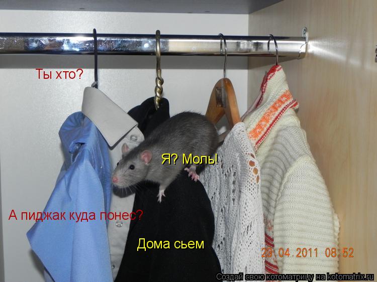 Котоматрица: Ты хто?  Я? Моль! А пиджак куда понес? Дома сьем