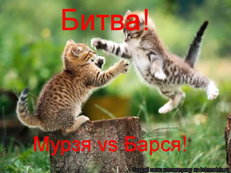 Котоматрица: Битва! Мурзя vs Барся!