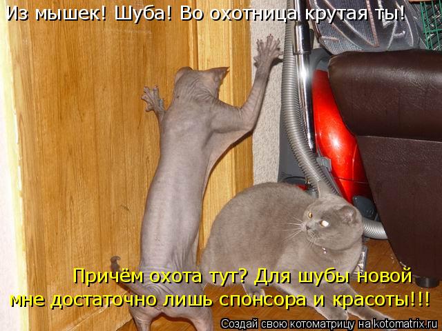 Котоматрица: Из мышек! Шуба! Во охотница крутая ты! Причём охота тут? Для шубы новой мне достаточно лишь спонсора и красоты!!!