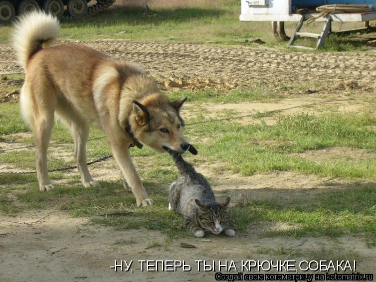 Котоматрица: -НУ, ТЕПЕРЬ ТЫ НА КРЮЧКЕ,СОБАКА!