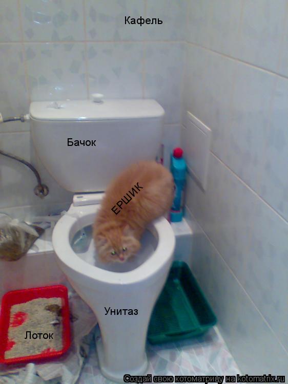 Котоматрица: Бачок Лоток Унитаз Кафель ЕРШИК