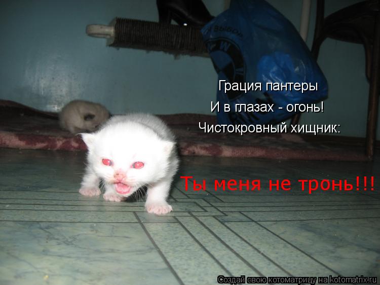 Котоматрица: Грация пантеры И в глазах - огонь! Чистокровный хищник: Ты меня не тронь!!!