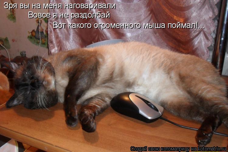 Котоматрица: Зря вы на меня наговаривали Вовсе я не раздолбай Вот какого огроменного мыша поймал!...