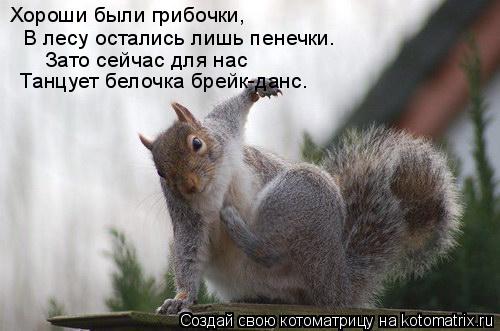 Котоматрица: Хороши были грибочки, В лесу остались лишь пенечки. Зато сейчас для нас Танцует белочка брейк-данс.