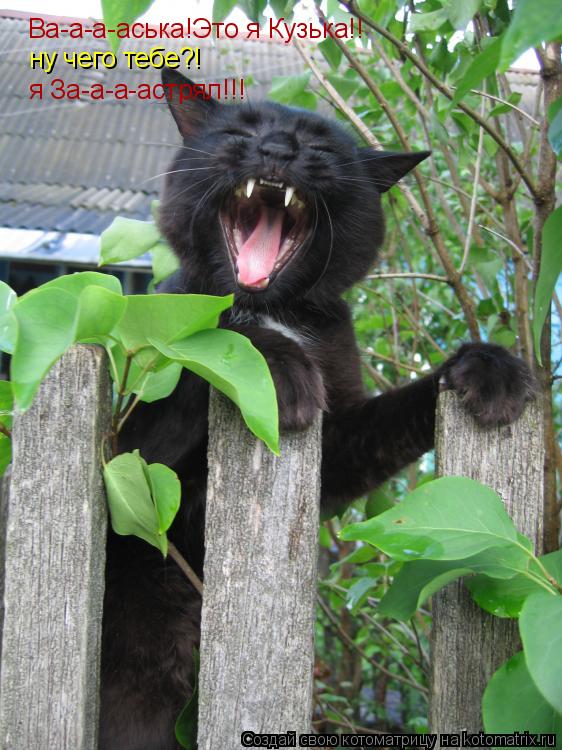 Котоматрица: Ва-а-а-аська!Это я Кузька!! ну чего тебе?! я За-а-а-астрял!!!