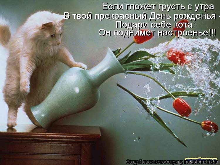 Котоматрица: Если гложет грусть с утра В твой прекрасный День рожденья -  Подари себе кота: Он поднимет настроенье!!!