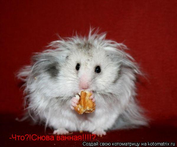 Котоматрица: -Что?!Снова ванная!!!!?