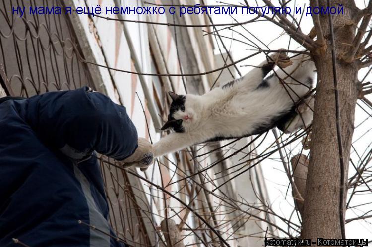Котоматрица: ну мама я ещё немножко с ребятами погуляю и домой