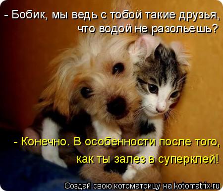 Котоматрица: - Бобик, мы ведь с тобой такие друзья,  что водой не разольешь? - Конечно. В особенности после того,  как ты залез в суперклей!