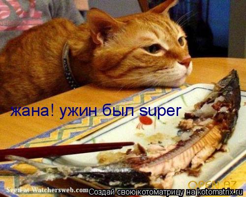 Котоматрица: жана! ужин был super