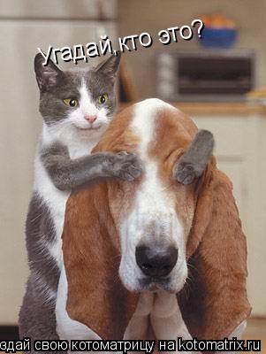Котоматрица: Угадай,кто это?