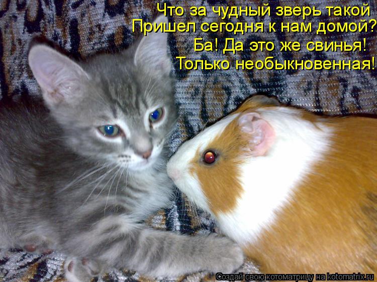 Котоматрица: Что за чудный зверь такой Пришел сегодня к нам домой? Ба! Да это же свинья! Только необыкновенная!