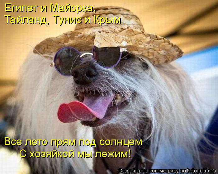 Котоматрица: Египет и Майорка,  Тайланд, Тунис и Крым Все лето прям под солнцем С хозяйкой мы лежим!