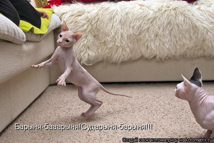 Котоматрица: Барыня-бааарыня!Сударыня-барыня!!!