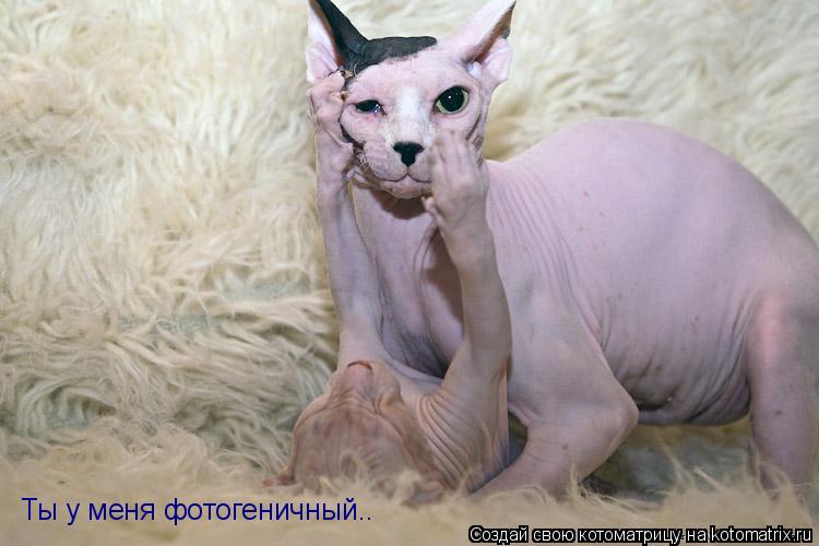 Котоматрица: Ты у меня фотогеничный..