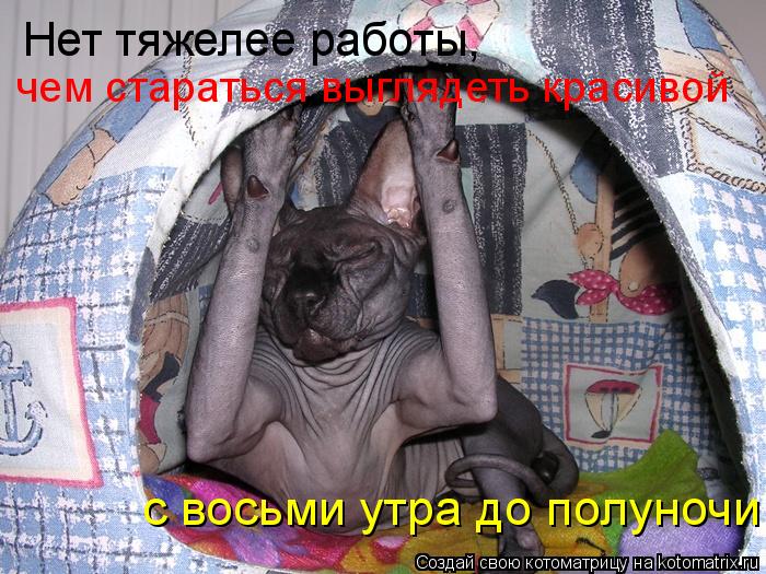 Котоматрица: Нет тяжелее работы, чем стараться выглядеть красивой с восьми утра до полуночи