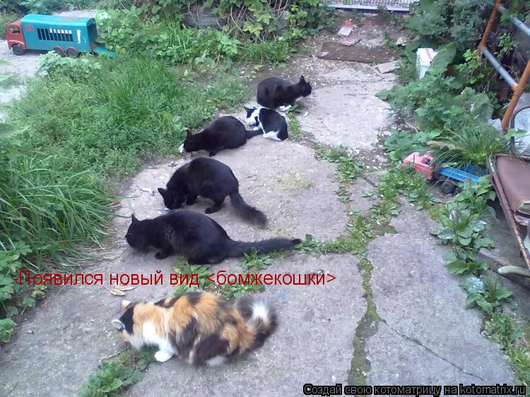 Котоматрица: -Появился новый вид <бомжекошки>