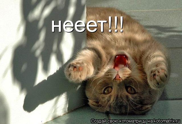Котоматрица: нееет!!!