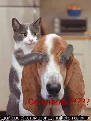 Котоматрица: Осичкина?????