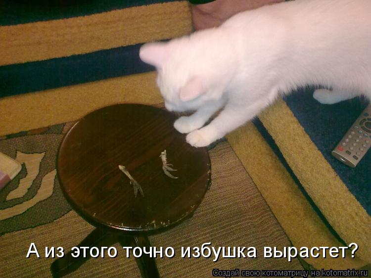 Котоматрица: А из этого точно избушка вырастет?