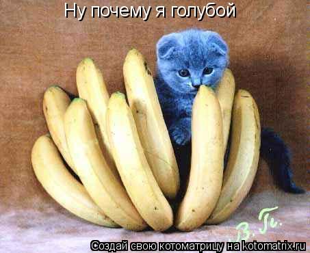 Котоматрица: Ну почему я голубой