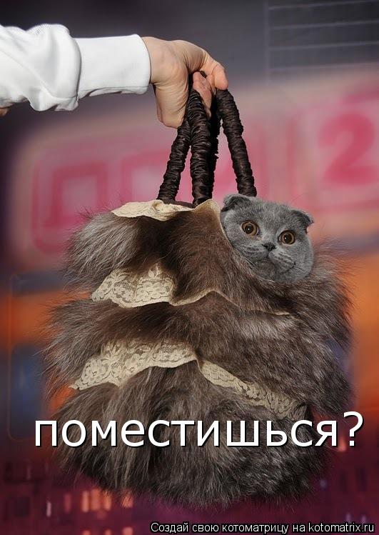 Котоматрица: поместишься?