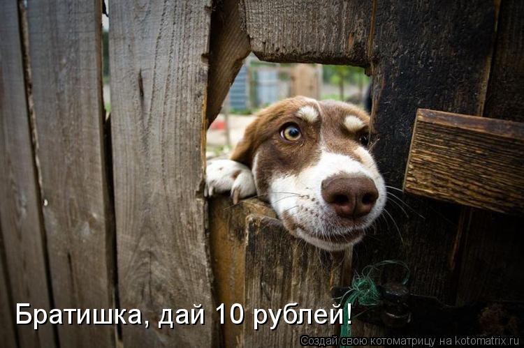 Котоматрица: Братишка, дай 10 рублей!