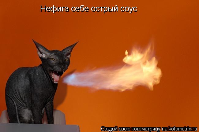 Котоматрица: Нефига себе острый соус