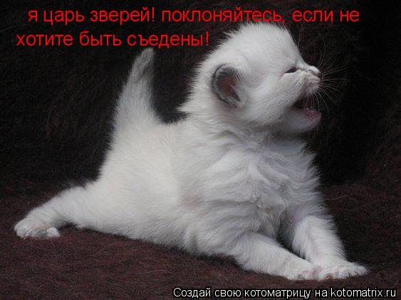 Котоматрица: я царь зверей! поклоняйтесь, если не хотите быть съедены!