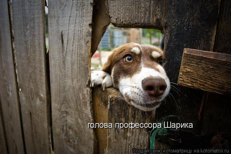 Котоматрица: голова профессора Шарика
