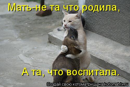 Котоматрица: Мать-не та что родила,  А та, что воспитала.