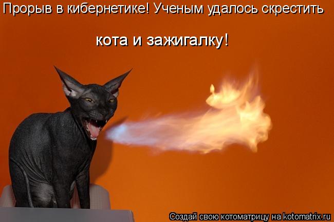 Котоматрица: Прорыв в кибернетике! Ученым удалось скрестить Прорыв в кибернетике! Ученым удалось скрестить кота и зажигалку!